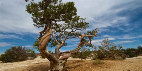 Junkyards and Jiggling Molecules: Exploring the Versatile World of Juniper Tar Oil!